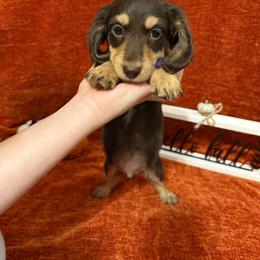 Purple - Chocolate and cream male Dachshund puppy in Canton, Texas from Bonnie and Clyde Dachshunds