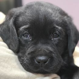 Light Pink - Black female Labrador Retriever puppy in Manheim, Pennsylvania from Monarch Labradors