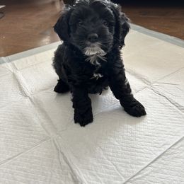 Cockapoo and Cocker Spaniel Puppies from Penny’s Perfect Pups