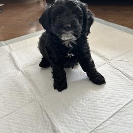 Cockapoo and Cocker Spaniel Puppies from Penny’s Perfect Pups