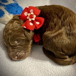 Boy 1 - Double Doodle puppy in Terry, Mississippi from Dixie Magnolia Doodles