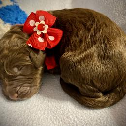 Boy 1 - Double Doodle puppy in Terry, Mississippi from Dixie Magnolia Doodles
