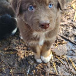 Australian Shepherd Puppies from Southern Boy Blues Aussies