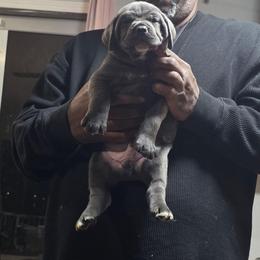 Blue 2 - Gray male Cane Corso puppy in Jacksonville, Florida from Fleming Cane Corso's