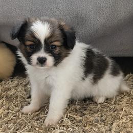 Matilda - White and sable female Papillon puppy in Dorset, Ohio from Classy Country Papillons