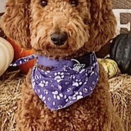 Goldendoodles from Willow’s Goldendoodles