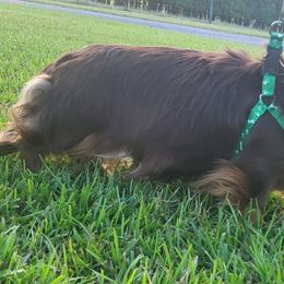 Ayla - Dachshund