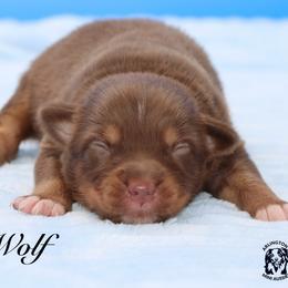 Wolf - Red tri male Miniature Australian Shepherd puppy in Weeki Wachee, Florida from Arlington's Mini Aussies