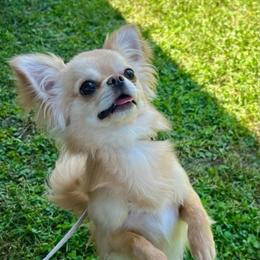 Loki - Chihuahua