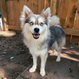 Birdie - Pomsky