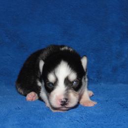 Emerald - Black and white female Pomsky puppy in Clarkston, Utah from Red Rock Ranch Breeders