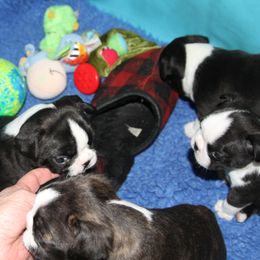 Boston Terrier Puppies from J-Orin