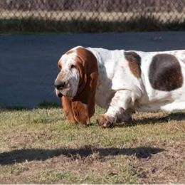 Basset Hound Puppies from Legendary Basset Hounds