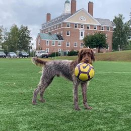 Wirehaired Pointing Griffon All Grown Up from Maine Backwoods Kennel