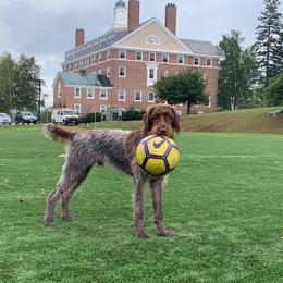 Wirehaired Pointing Griffon All Grown Up from Maine Backwoods Kennel