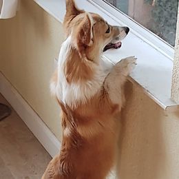 Pembroke Welsh Corgi All Grown Up from Heulyn Corgis