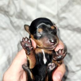 Star - Black and tan female Dachshund puppy in Ashland, Mississippi from Hope's pups