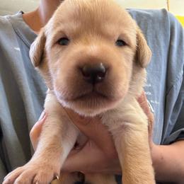 Female 4 - Yellow female Labrador Retriever puppy in Wardensville, West Virginia from Sager’s Labrador Puppies