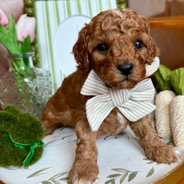 Rowan Frederick - male Cavapoochon puppy in Lucas, Ohio from Apricot Lane Puppy
