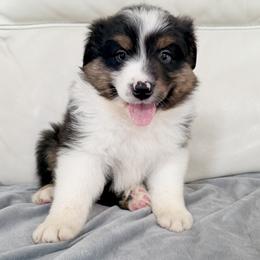 Danny - Black tri-color male Australian Shepherd puppy in Ohio from Fetchington Run Australian Shepherds