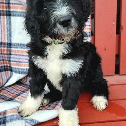 Aussiedoodle Puppies from RiverCity Doodles