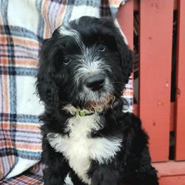 Aussiedoodle Puppies from RiverCity Doodles