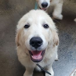 Black - Golden male Golden Retriever puppy in Madison, Alabama from The Golden Court