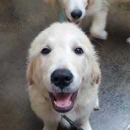 Black - Golden male Golden Retriever puppy in Madison, Alabama from The Golden Court