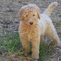 Goldendoodle Puppies from FurEver Friends Doodles