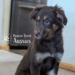 Pumpkin - Red tri-color Australian Shepherd puppy in Grand Island, Nebraska from Heaven Scent Aussies