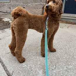 Aussiedoodle Puppies from Red Bud Beautiful Doodles