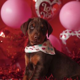 Doberman Pinscher and Labrador Retriever Puppies from GFDutton Retrievers & Dalla Grazia Dobermans