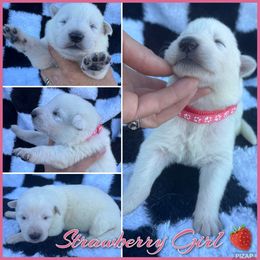 Strawberry Girl - White female German Shepherd puppy in Oroville, California from CS Vista Farms