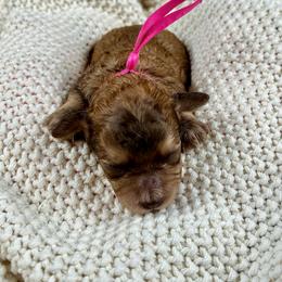 Blanche - Brown female Poodle puppy in Lancaster, Missouri from Cavapoo Acres