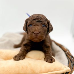 Magi - Chocolate male Goldendoodle puppy in North Carolina from Tuxedo Mountain Doodles
