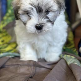 Boy 1 - Tri-color male Coton de Tulear puppy in Vancouver, Washington from Uptown Cotons
