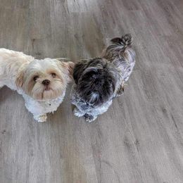 Shih Tzu Puppies from Cisneros Shih-tzu
