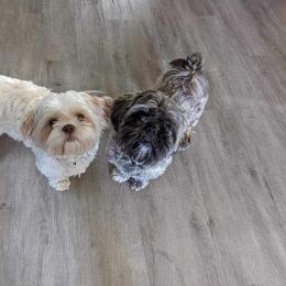 Shih Tzu Puppies from Cisneros Shih-tzu