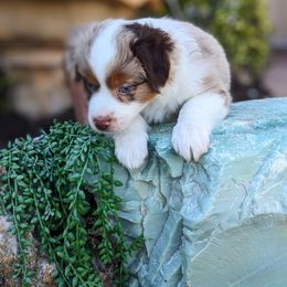 Hickory RMM - Red merle Miniature Australian Shepherd puppy in Bonita Springs, Florida from Everts Mini Aussies