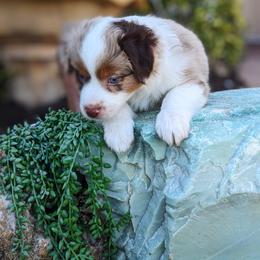 Hickory RMM - Red merle Miniature Australian Shepherd puppy in Bonita Springs, Florida from Everts Mini Aussies