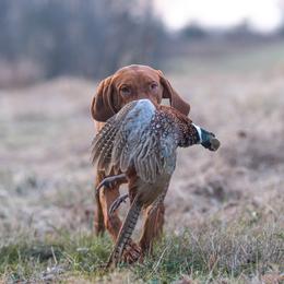 Tinder - Vizsla