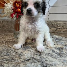 Jasper - White and black male Chinese Crested puppy in Clarksville, Tennessee from Andrews Chinese Cresteds and Euro Bassets