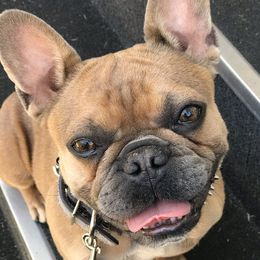 Yumiiii - French Bulldog