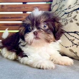 Horatio - Liver and white male Shih Tzu puppy in Stroud, Oklahoma from Laik’s Little Shihtz & Poms