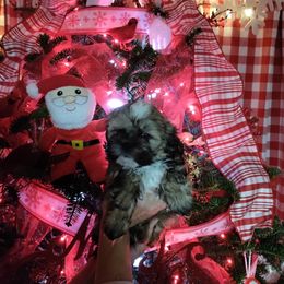 Shih Tzu Puppies from Starrynight Shih Tzu