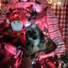 Shih Tzu Puppies from Starrynight Shih Tzu