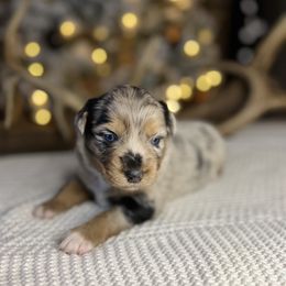 Miniature Australian Shepherd Puppies from Quartz Creek Aussies
