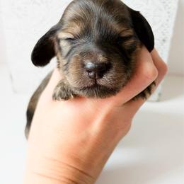 Rosie - Cream female Dachshund puppy in Sylvania, Alabama from Yancey’s Doxies