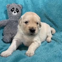Priscilla - Light golden female Golden Retriever puppy in Ennis, Texas from Amberidge Golden Retrievers