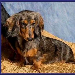 Dachshund All Grown Up from OzO Dachshunds